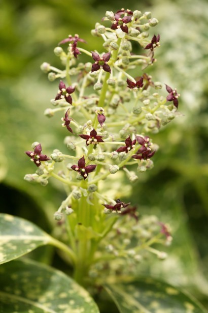 Аукуба Кротоніфолія квіти